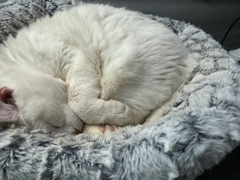 Photo of a sleeping white cat curled up in a grey and black fluffy cat bed